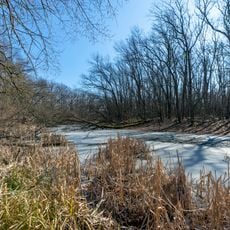 High-Yielding Oak Plantations