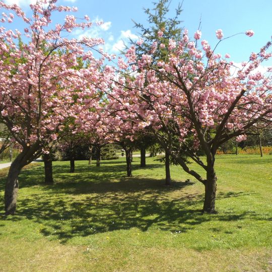 Kościół św. Krzyża w Toruniu