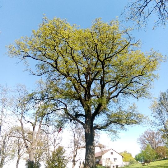 Eiche alter Friedhof