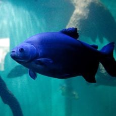 Belo Horizonte Aquarium