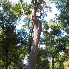 Davie Poplar