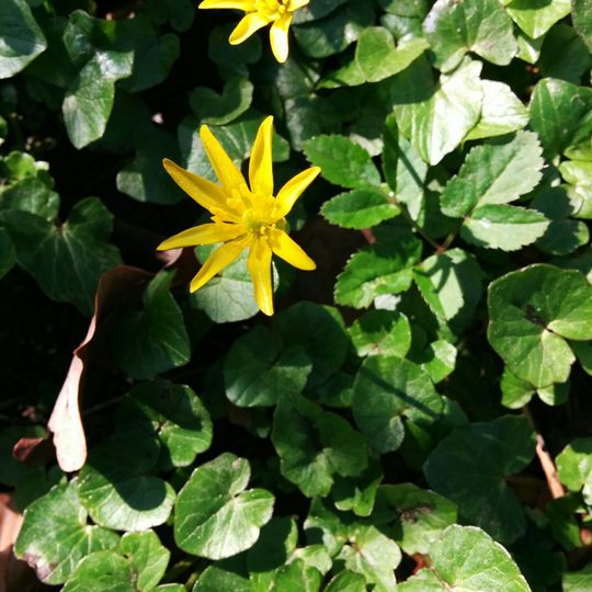 Eichen-Hainbuchenwald in der Wupperschleife