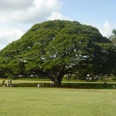 Árbol Chankiri
