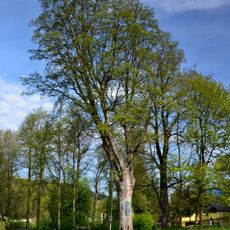 Javor v ulici Přemysla Oráče