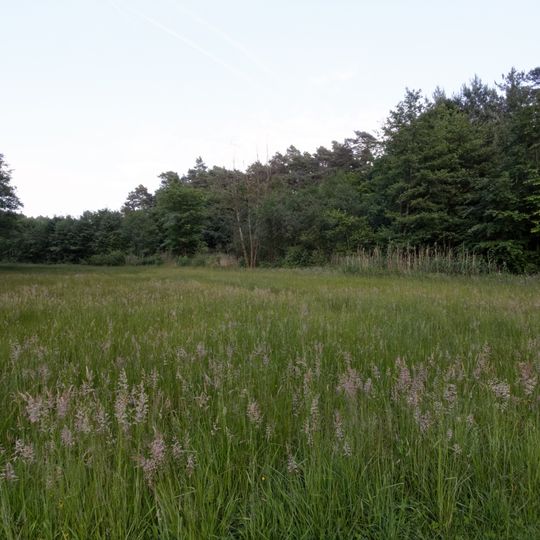 NSG Nieder-Rodener Lache