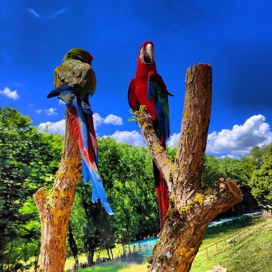 Academy des perroquets