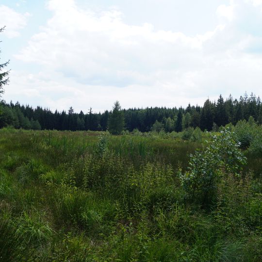 Heide und Moorwald am Filzteich
