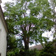 Lípa a klen na hřbitově u sv. Václava