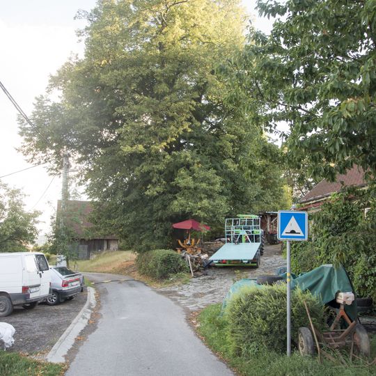 Tilia cordata in Skuhrov