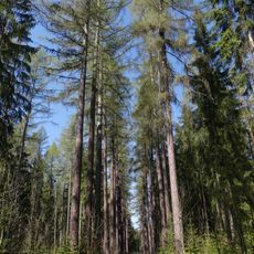 Modřínová alej u Šindelové