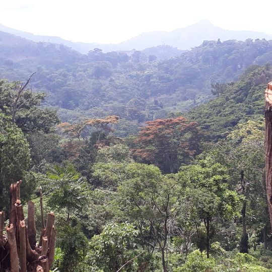 Singes sacrés de la Foret Sacrée de Gbepleu