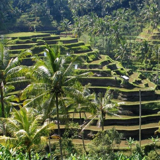 Cultural Landscape of Bali Province: the Subak System as a Manifestation of the Tri Hita Karana Philosophy