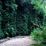 Fern Canyon
