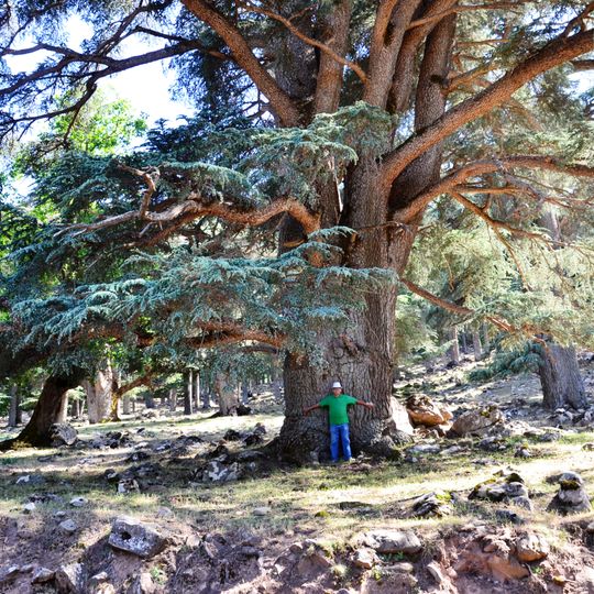 Parco nazionale di Theniet El Had