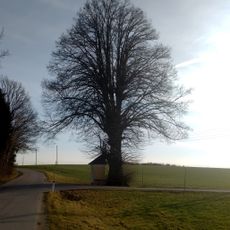 Kapellenlinde bei Neukirchen am Walde