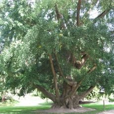 Jardin botanique de Tours