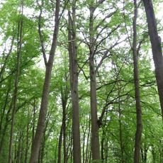Zwillingsbuche bei Allmuthshausen