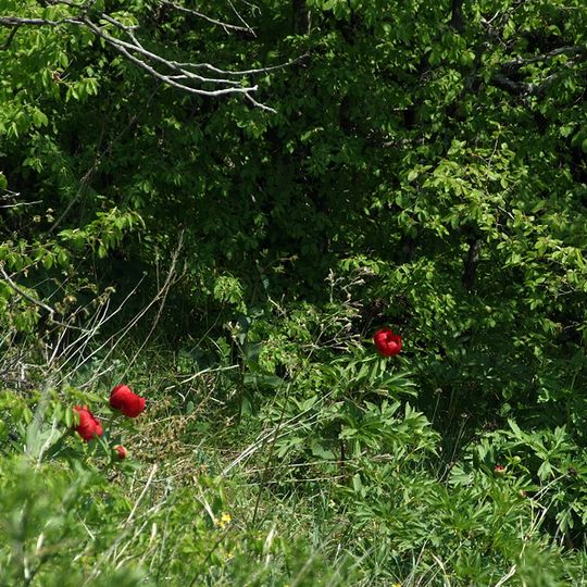 Parcul Natural Comana