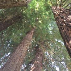 Sequoia sempreverde