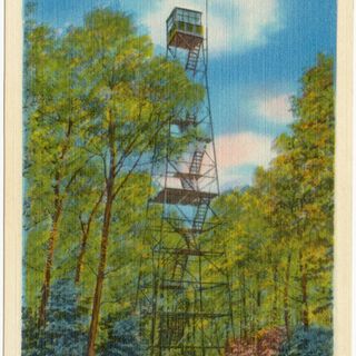 Cook Forest Tower