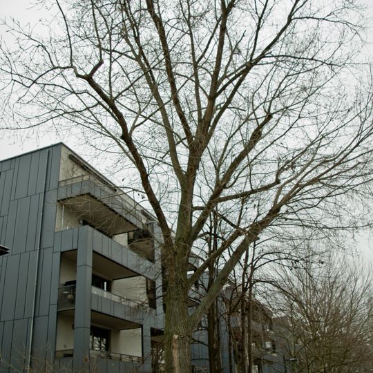 Platane Alt-Stralau 4