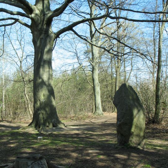 Buk u kaple sv. Jana Křtitele