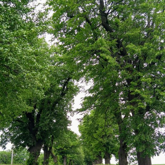 Lipová alej na Světlé