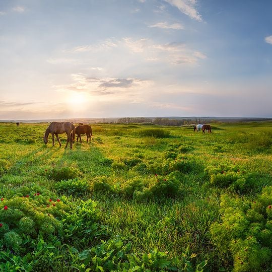 Ukrainian Steppe Nature Reserve