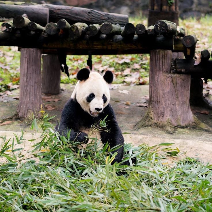 Chengdu-Forschungsbasis zur Aufzucht von Großen Pandas