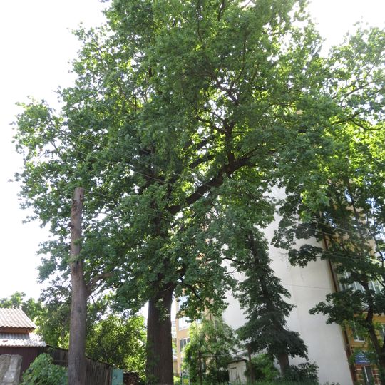 Quercus robur, Mateiky, Ivano-Frankivsk