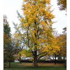 Jinan dvoulaločný v Rakovníku 1