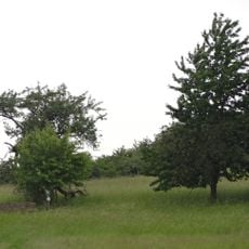 Naturschutzgebiet Lindenberg bei Birklar