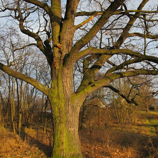 Dub - Stará fabrika