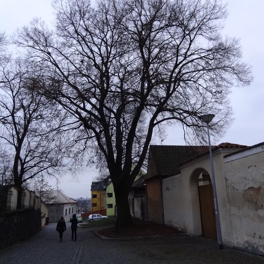 Lípa na Proseku u kostela sv. Václava