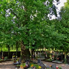 Dub v urnovém háji v Opočně