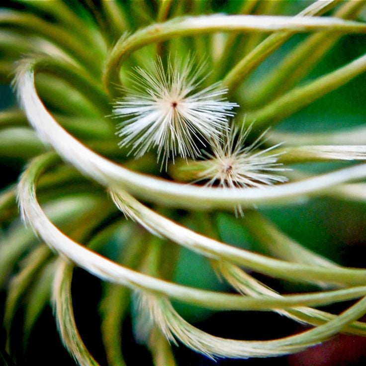 Conservatorio di Wilder Park