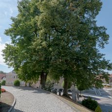 Zwei Kirchenlinden in Aspach