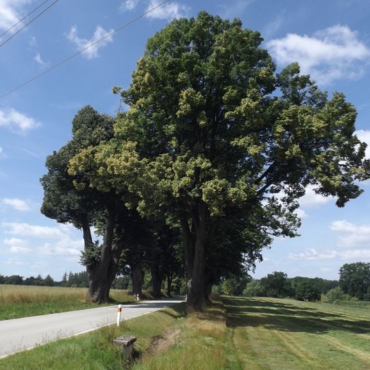 Památné lípy v alejích u Červené Lhoty
