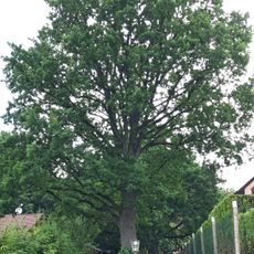 Dobříkov 2 duby letní u lesa