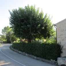 Gelso bianco monumentale