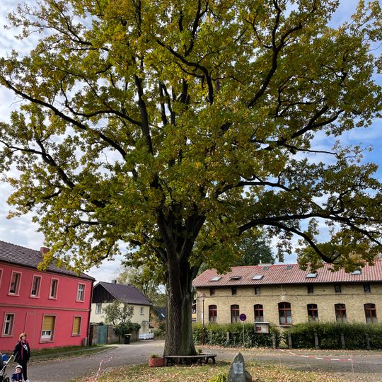 Naturdenkmal Stieleiche Platz vor dem Pfarrhaus in Beetz