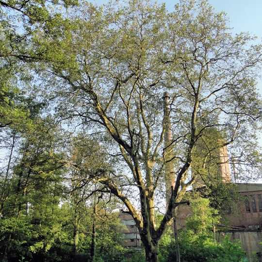 Zespół przyrodniczo-krajobrazowy "Park Leśny w Strudze"