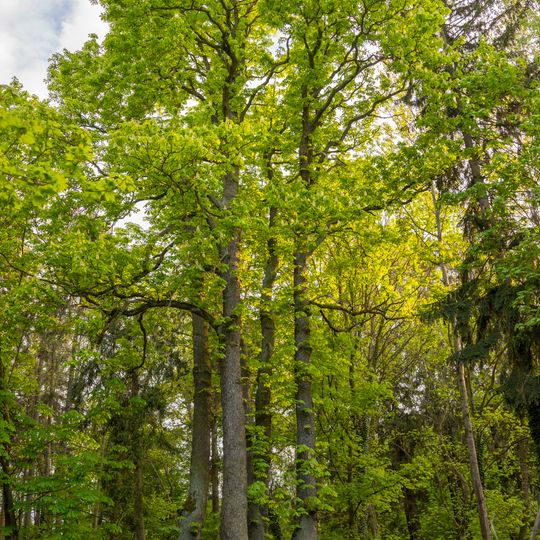 Jírovec u Boží Vody