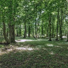 Bosque Samur