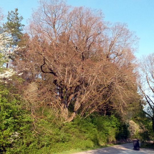 3 Linden bei Stimpfach