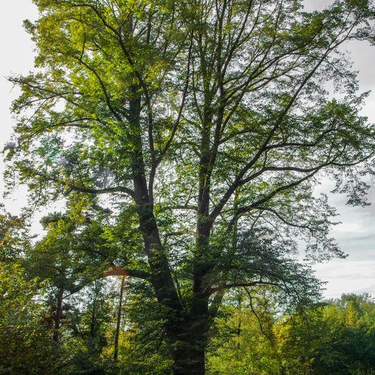 Lípa u benzinové stanice