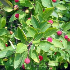 Arboretum des Prés des Culands