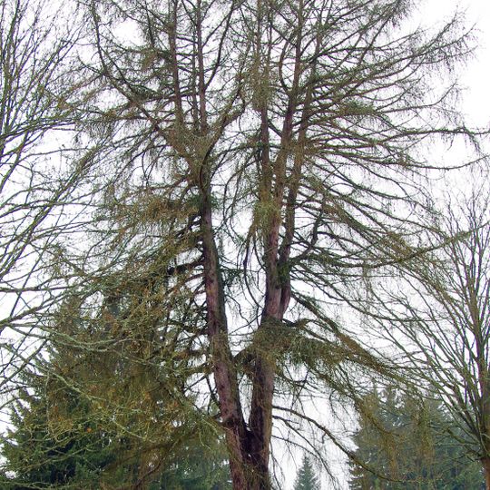 Modřín v Horní Oboře