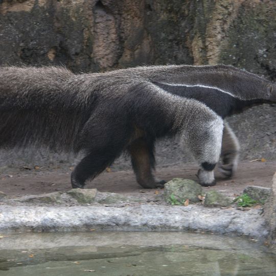Park Narodowy Los Katíos