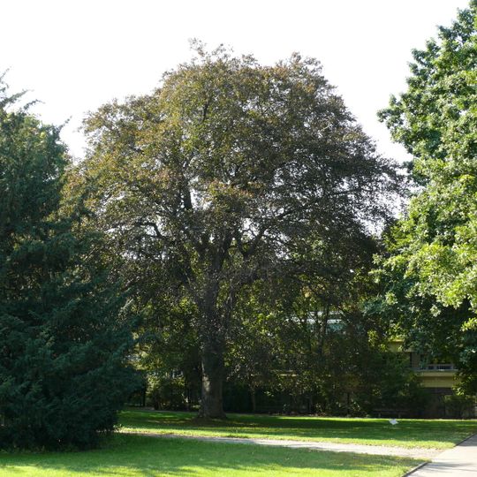 Gemeine Eibe Carl-von-Ossietzky-Park